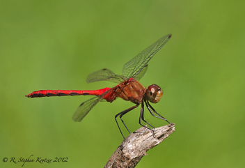 Sympetrum rubicundulum, male